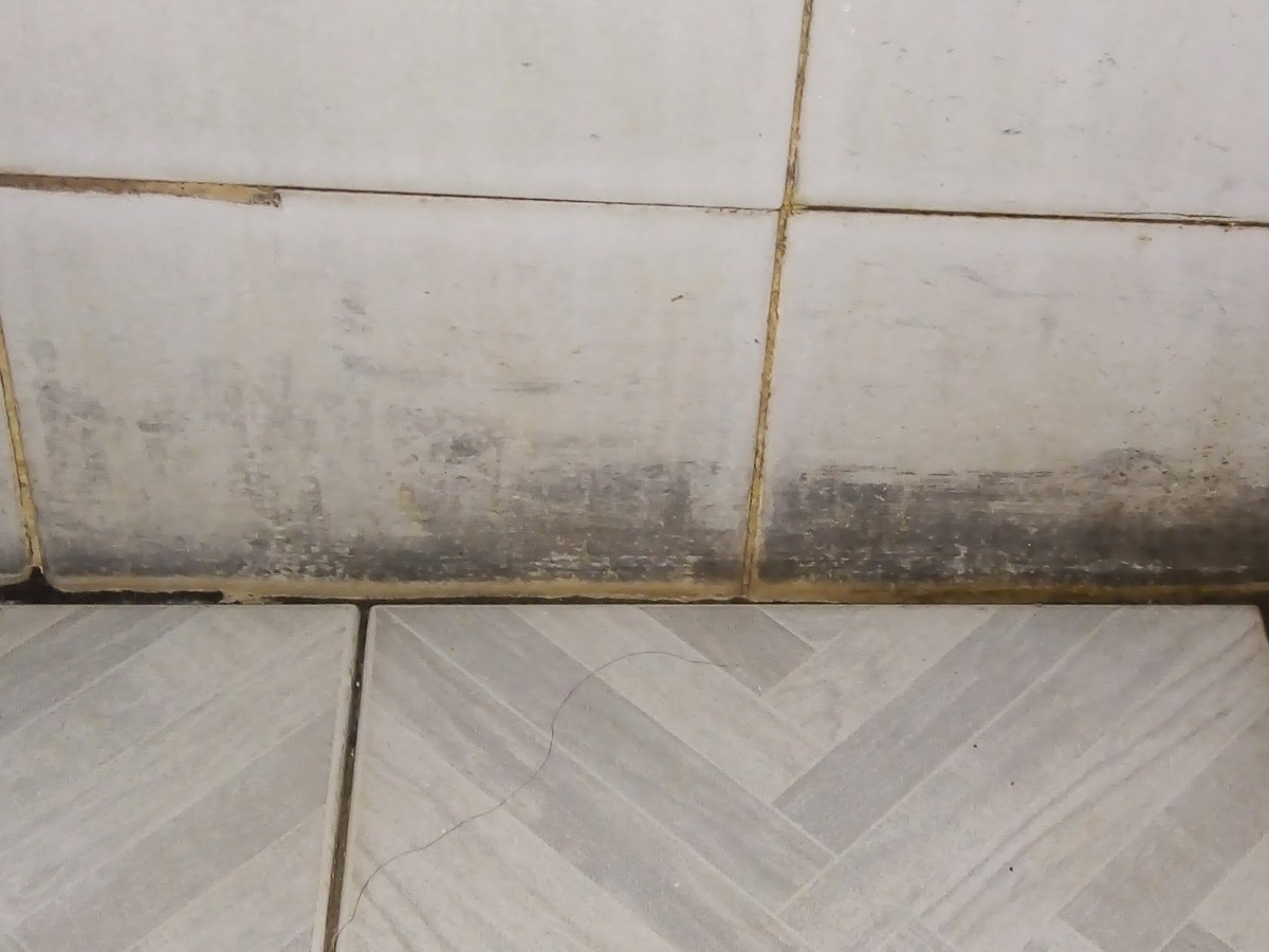 Dark mold growth along the base of a tiled bathroom wall