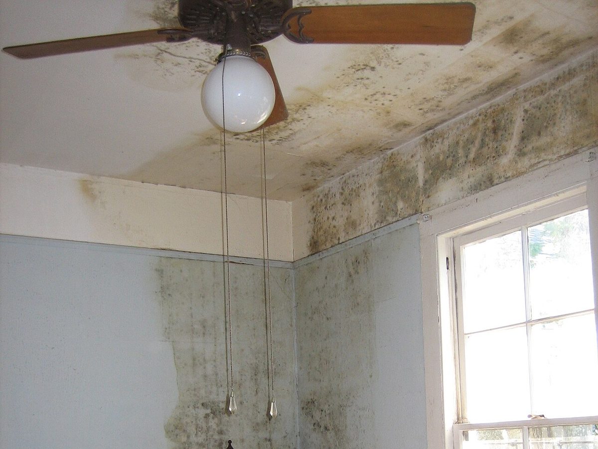 Mold and peeling paint on a wall left wet after delayed cleanup