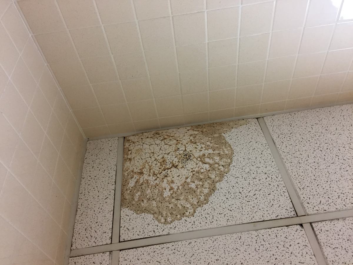A large brown water stain on a drop ceiling tile