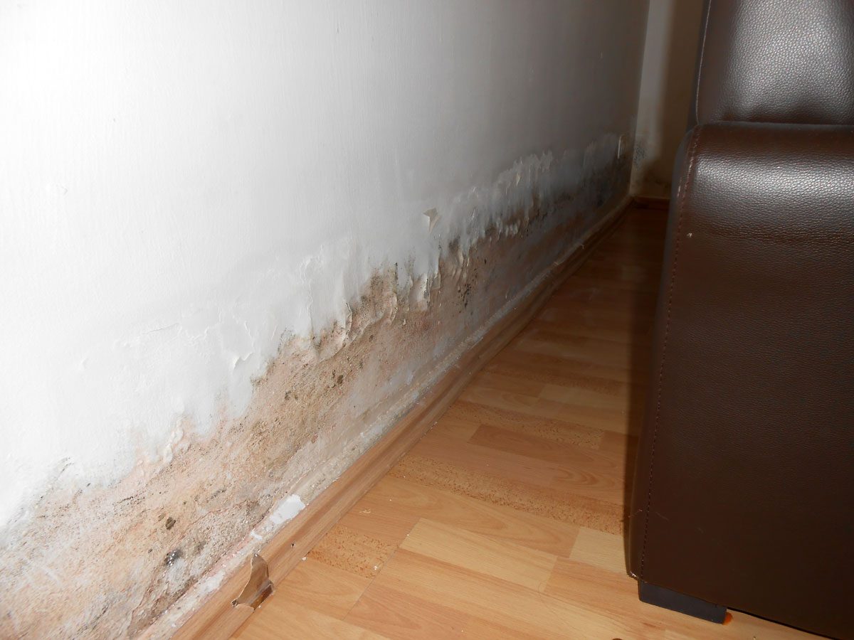 Mold and moisture damage spreading up a living room wall above the baseboard