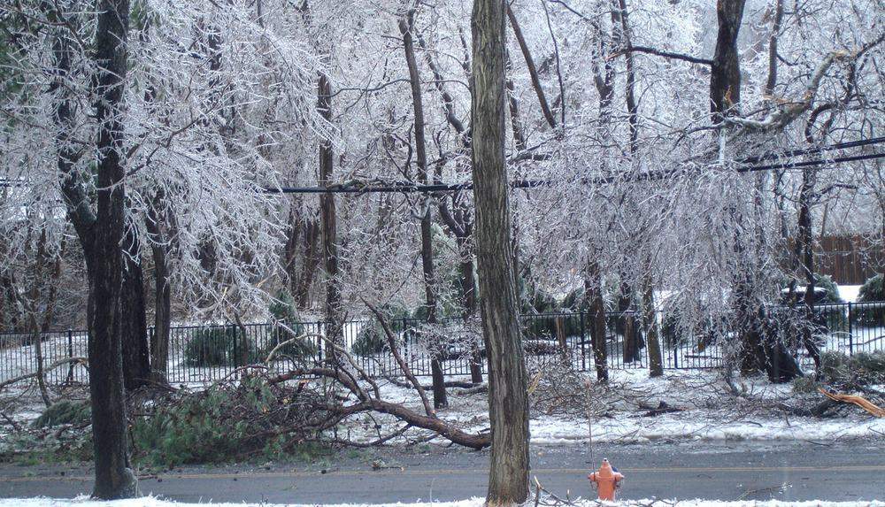 Ice coated trees, one of them fallen, after an ice storm
