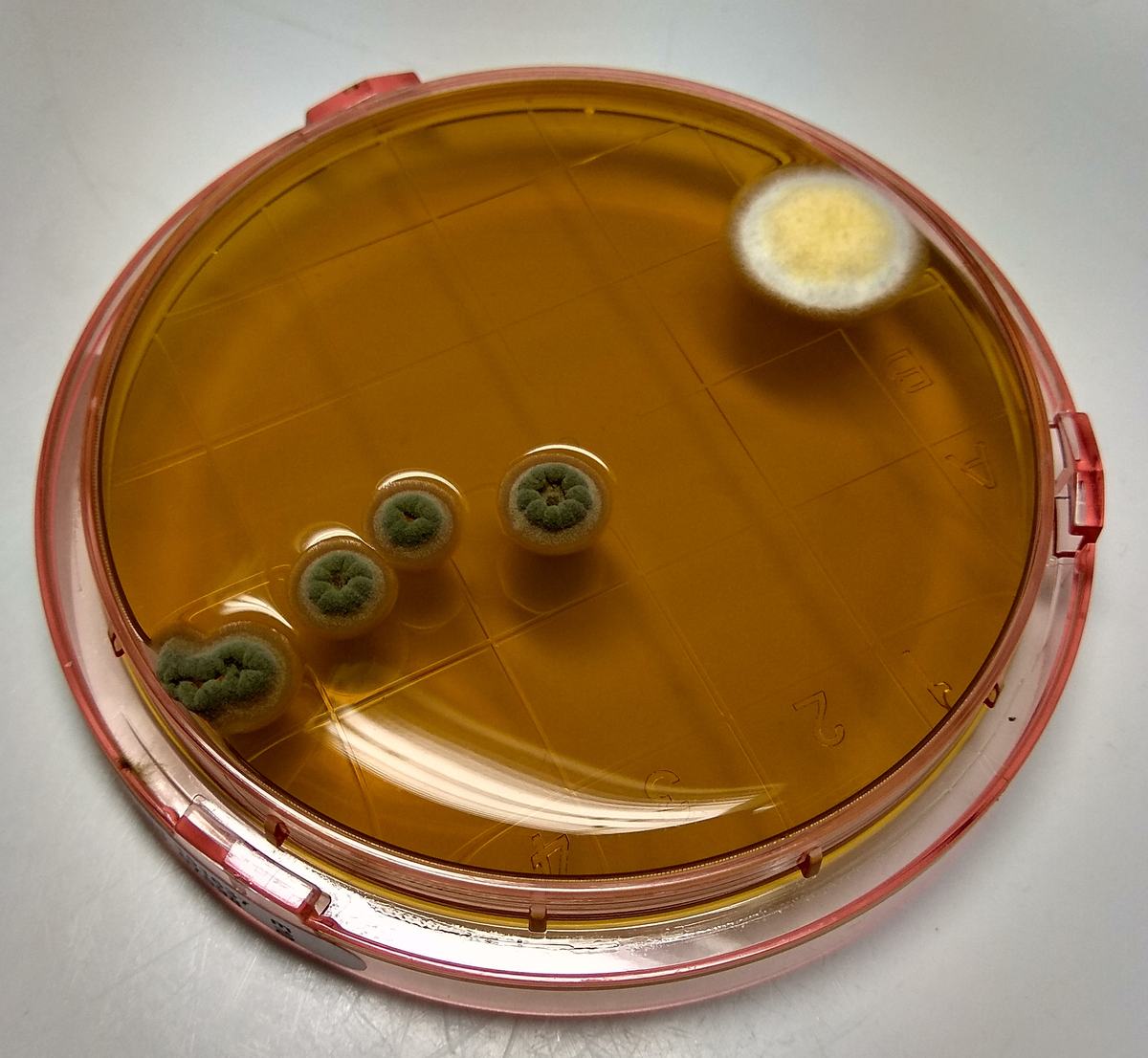 Mold colonies growing on a laboratory culture plate