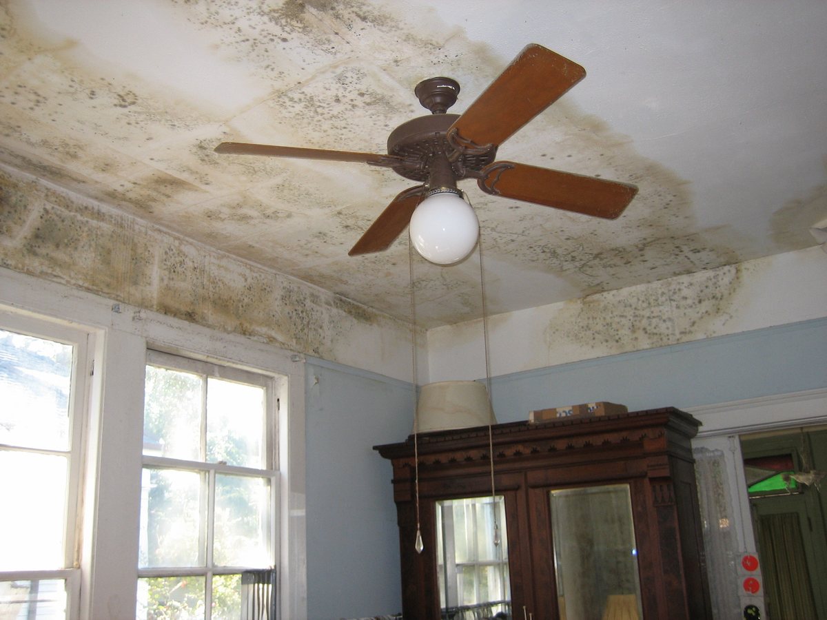 Mold spread across the ceiling of a flood damaged home