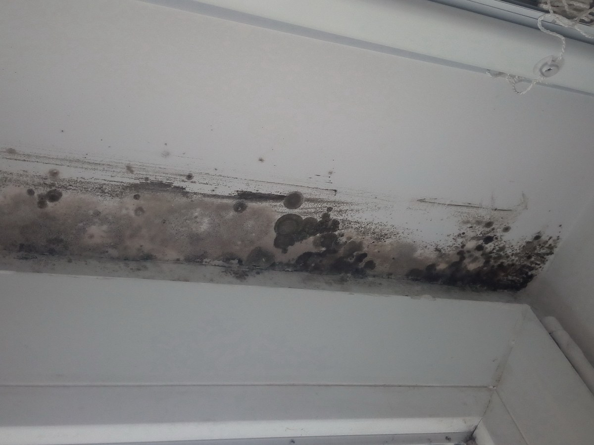 Mold growth spreading along a wall and ceiling edge
