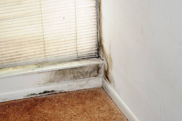 Dark mold growth spreading along a window frame and baseboard inside a home