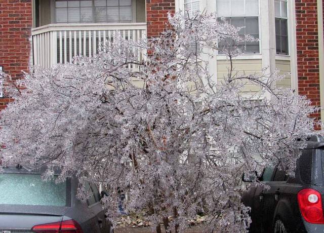 Tree branches coated in ice in front of a brick Tulsa home after an Oklahoma ice storm, the freeze conditions that burst pipes